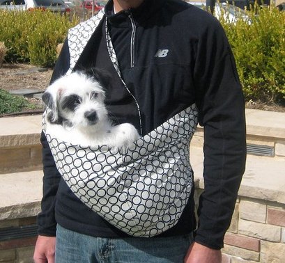Puppy being carried on dog walk