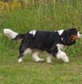 Cavalier King Charles Spanial Dog being walked off lead with dog walker