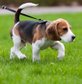 Beagle puppy dog walking on dog lead